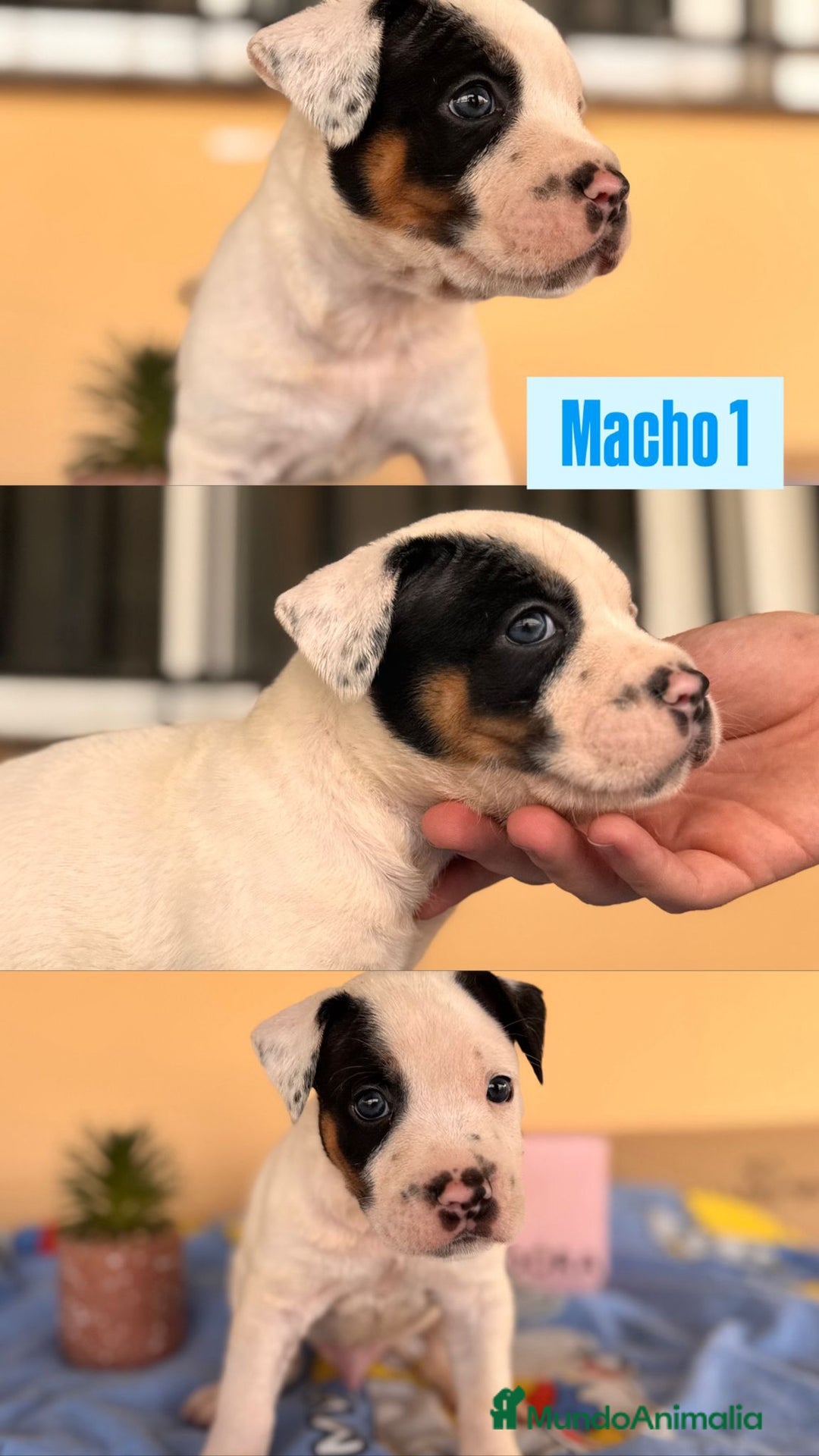 American Staffordshire-Terrier perros en venta: American Stafford  - Imagen 5