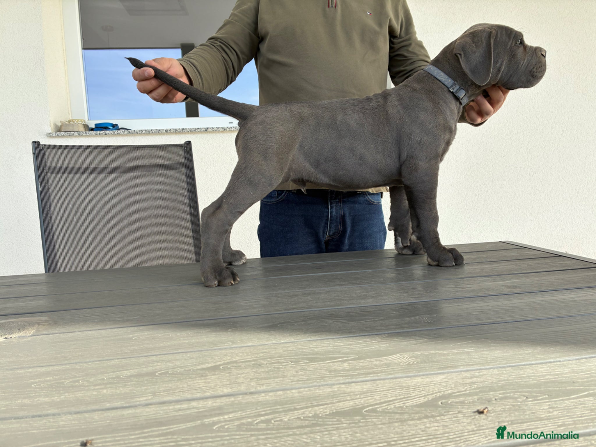 Cane Corso perros Cachorro de cane corso  - Anuncio 2