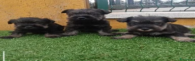 Schnauzer Miniatura 1