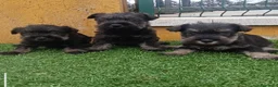 Schnauzer Miniatura perros en venta: Cachorros de schnauzer mini  - Anuncio 1