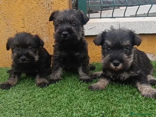 Schnauzer Miniatura perros Cachorros de schnauzer mini - Anuncio 5
