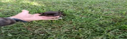Chihuahua perros en venta: PRECIOSOS CHIHUAHUA RUSO Y ASIÁTICO  RUSO - Anuncio 10