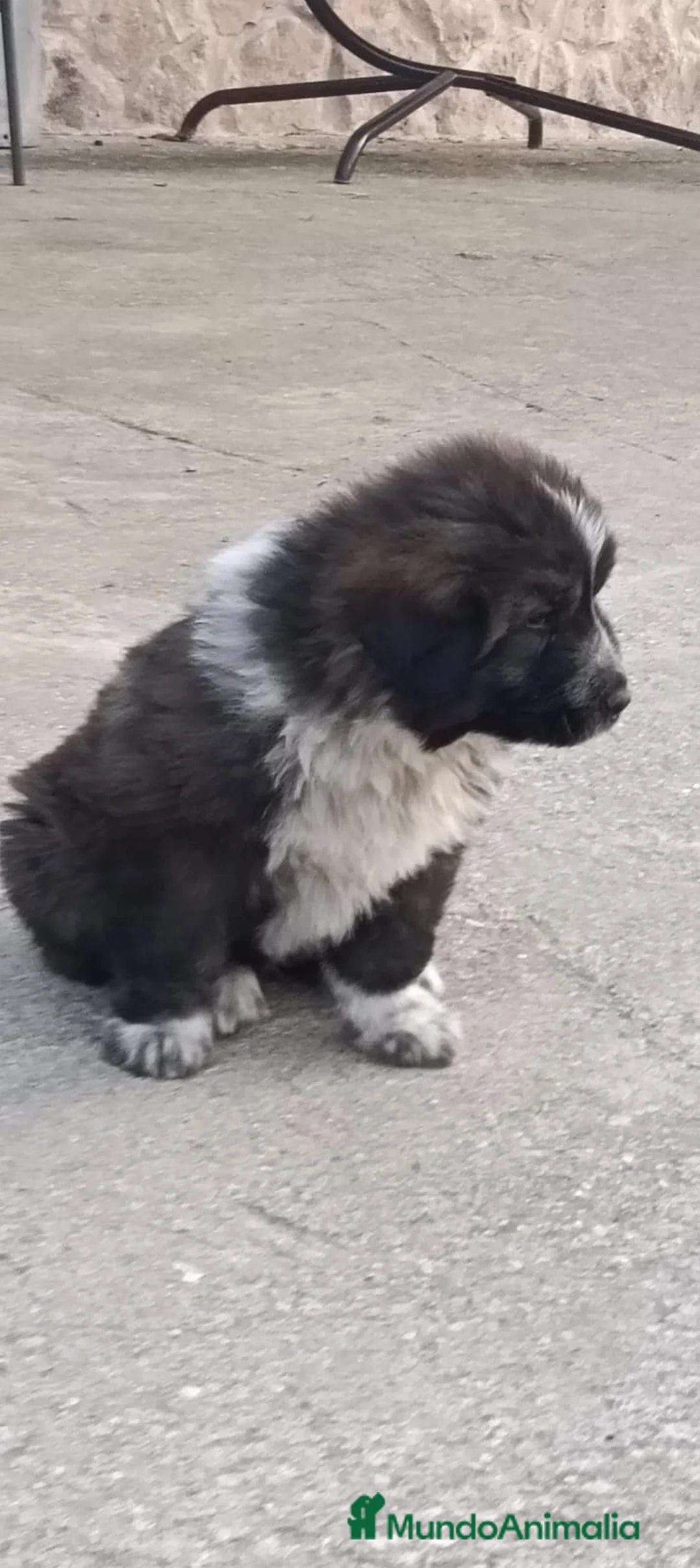 Pastor del Cáucaso perros en venta: Precisos Pastores del Cáucaso  - Anuncio 2