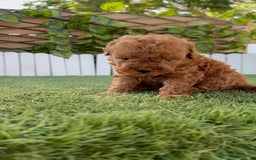 Caniche Toy perros en venta: CANICHE TOY ROJO MACHO - Imagen 12