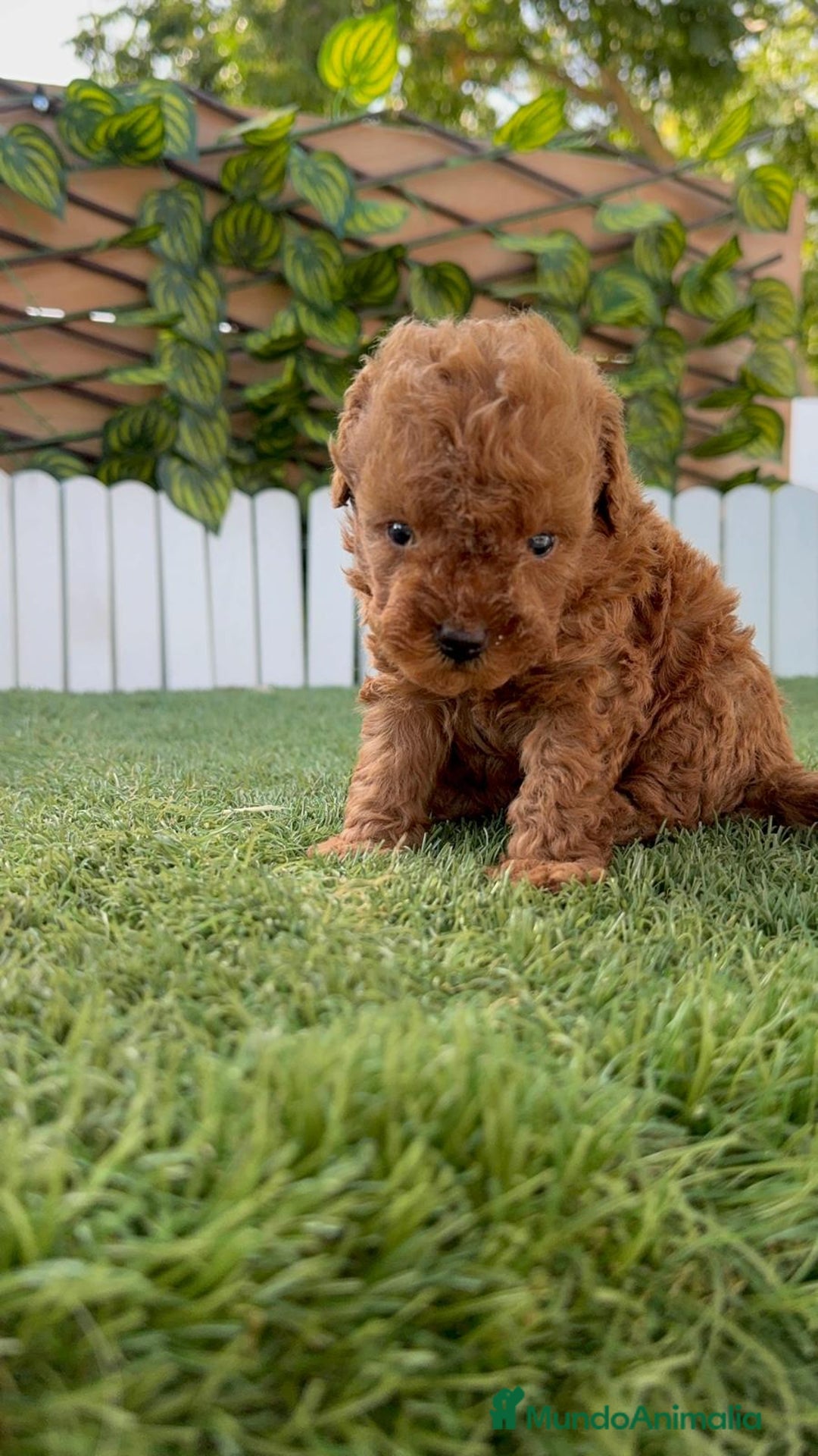 Caniche Toy perros en venta: CANICHE TOY ROJO MACHO - Imagen 12