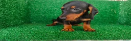Teckel Miniatura perros en venta: teckel miniatura - Anuncio 4