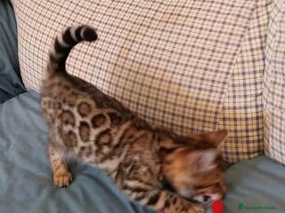 Bengalí gatos Gatitos BENGALI - AQUANATURA en Barcelona - Anuncio 31