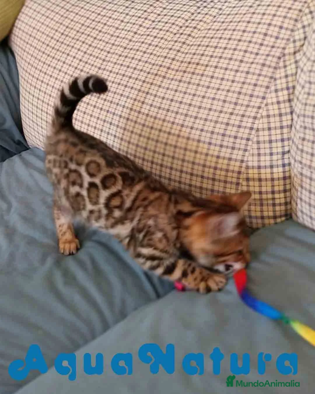 Bengalí gatos en venta: Gatitos BENGALI - AQUANATURA en Barcelona - Anuncio 1