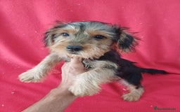 Yorkshire Terrier perros en venta: Yorkshire Terrier Standar  - Imagen 1