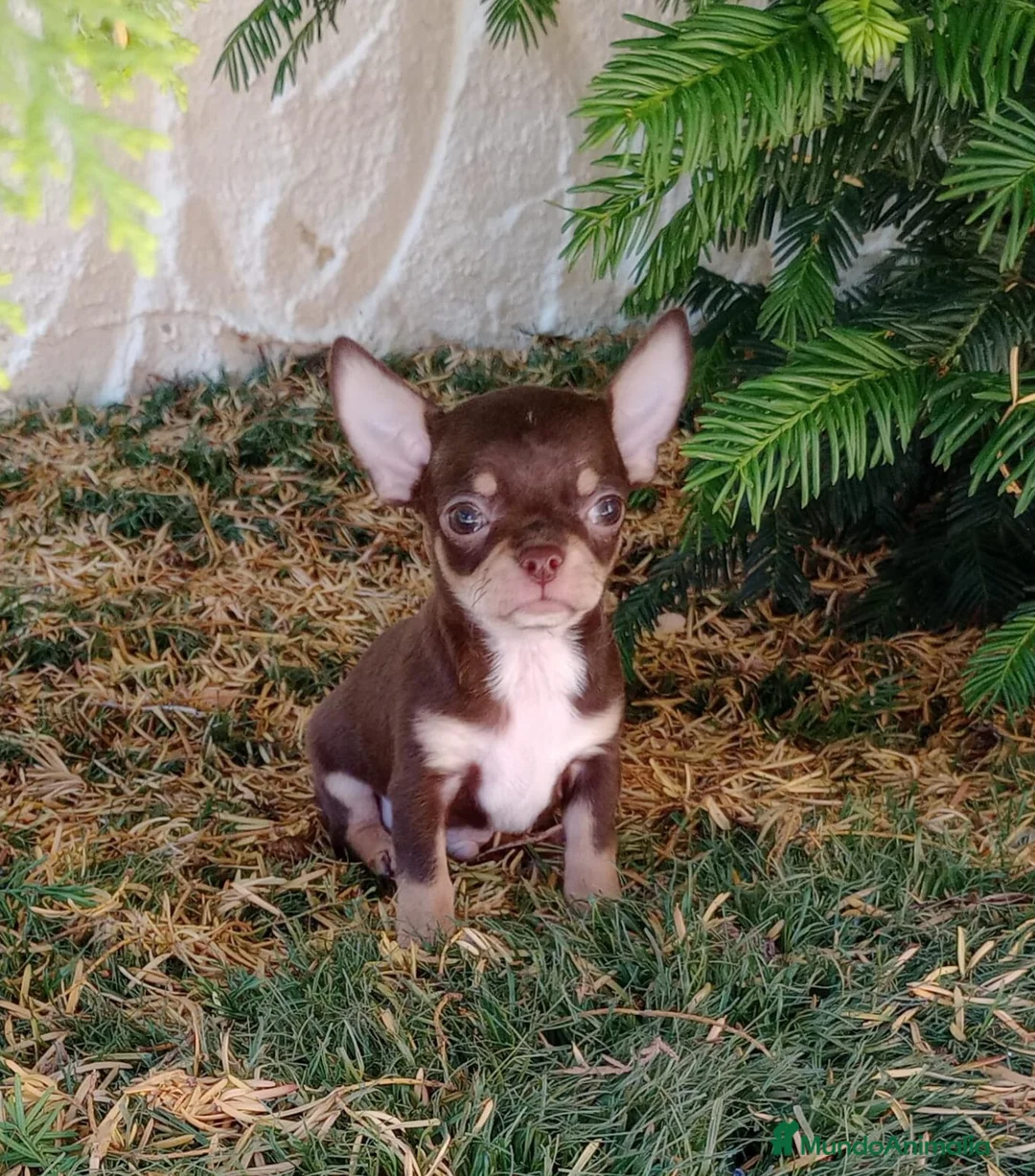 Chihuahua perros en venta: Chihuahua  - Anuncio 1