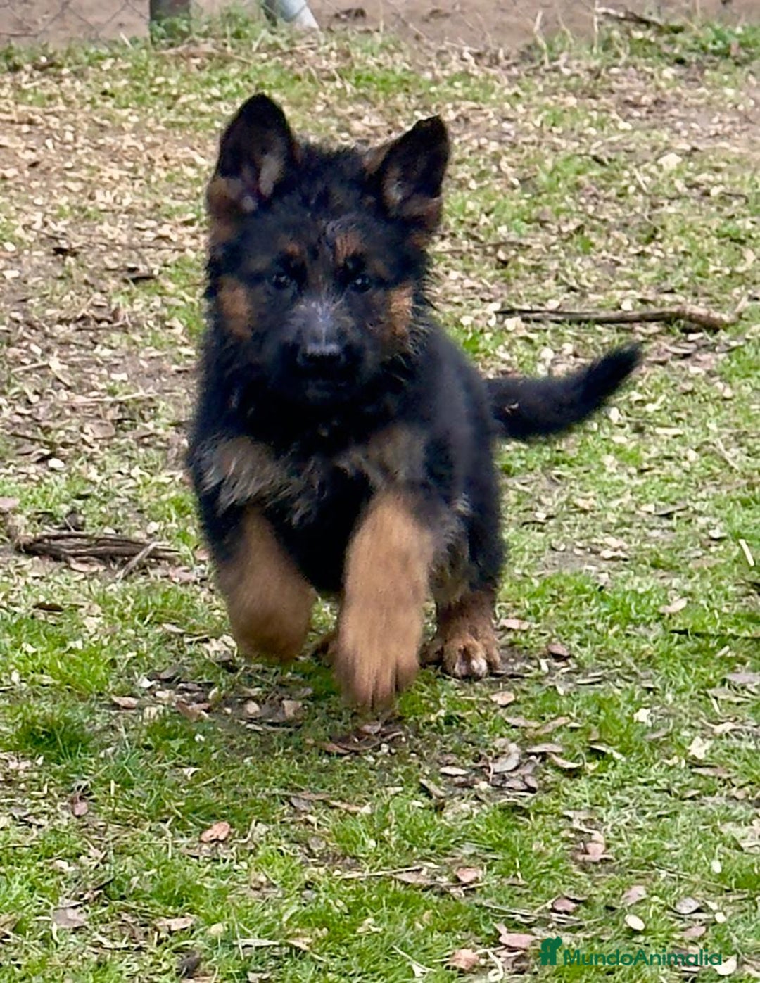 Pastor Alemán perros en venta: Pastor alemán belleza  - Anuncio 15
