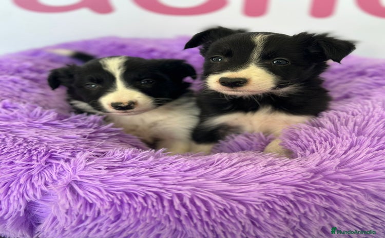 Border Collie perros - Anuncio 2