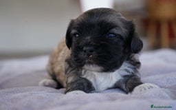 Maltipoo perros en venta: 🐾 Lotus, Maxi y Boom – Maltipoo miniatura 🐾 - Imagen 8