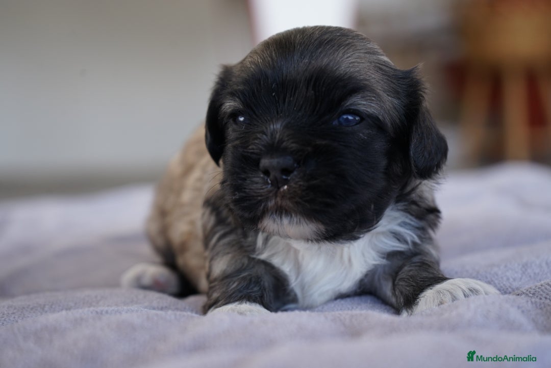 Maltipoo perros en venta: 🐾 Lotus, Maxi y Boom – Maltipoo miniatura 🐾 - Imagen 8