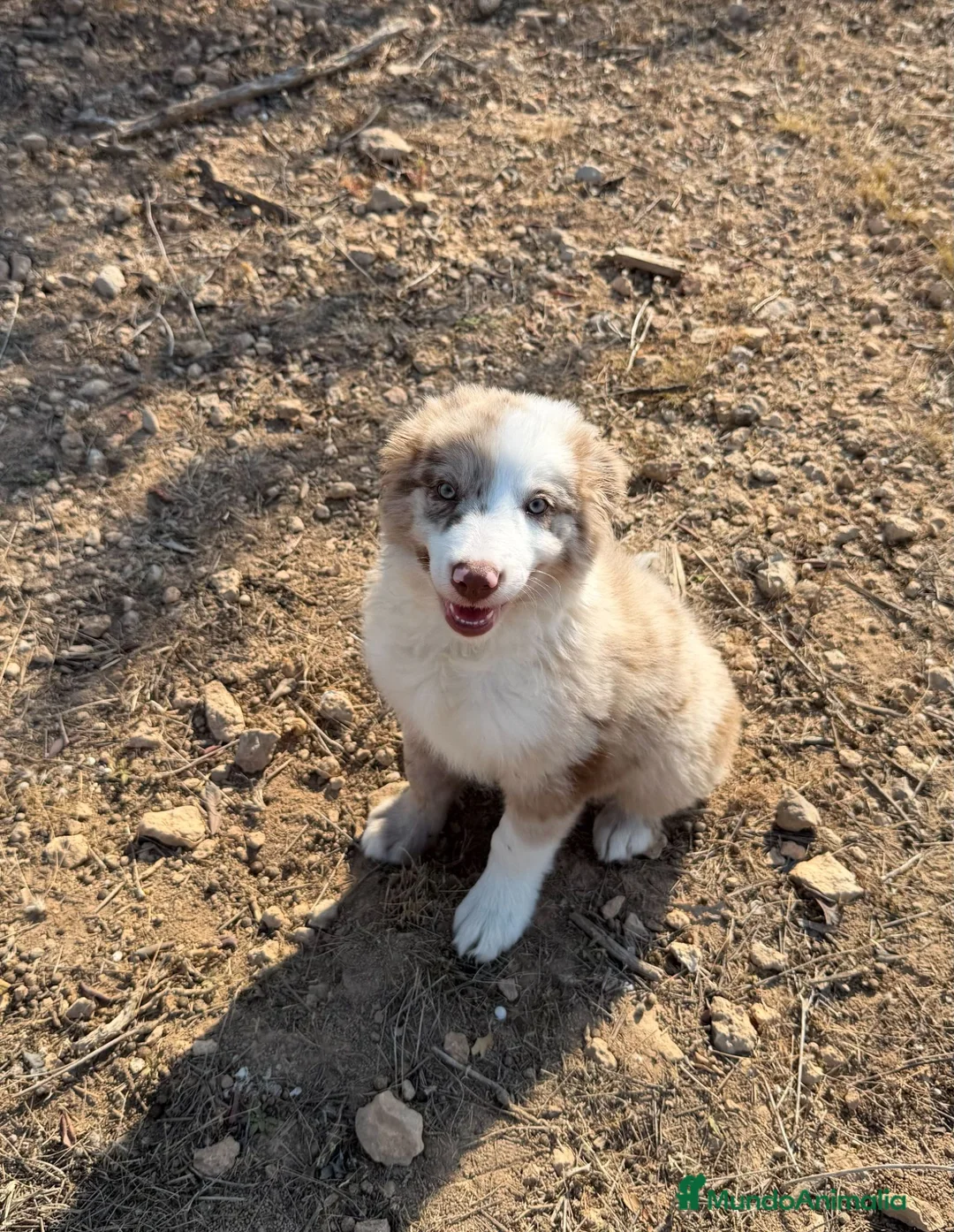 Border Collie perros en venta: MACHITO BORDER COLLIE MERLE ROJO - Anuncio 2