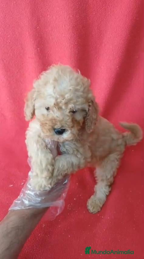 Caniche Enano perros Caniche Enano  - Anuncio 1