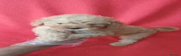 Caniche Enano perros en venta: Caniche Enano  - Anuncio 1