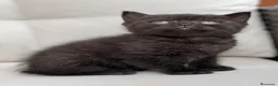 Británico de Pelo Corto gatos en venta: PRECIOSO BRITISH SHORTHAIR NEGRO - Anuncio 2