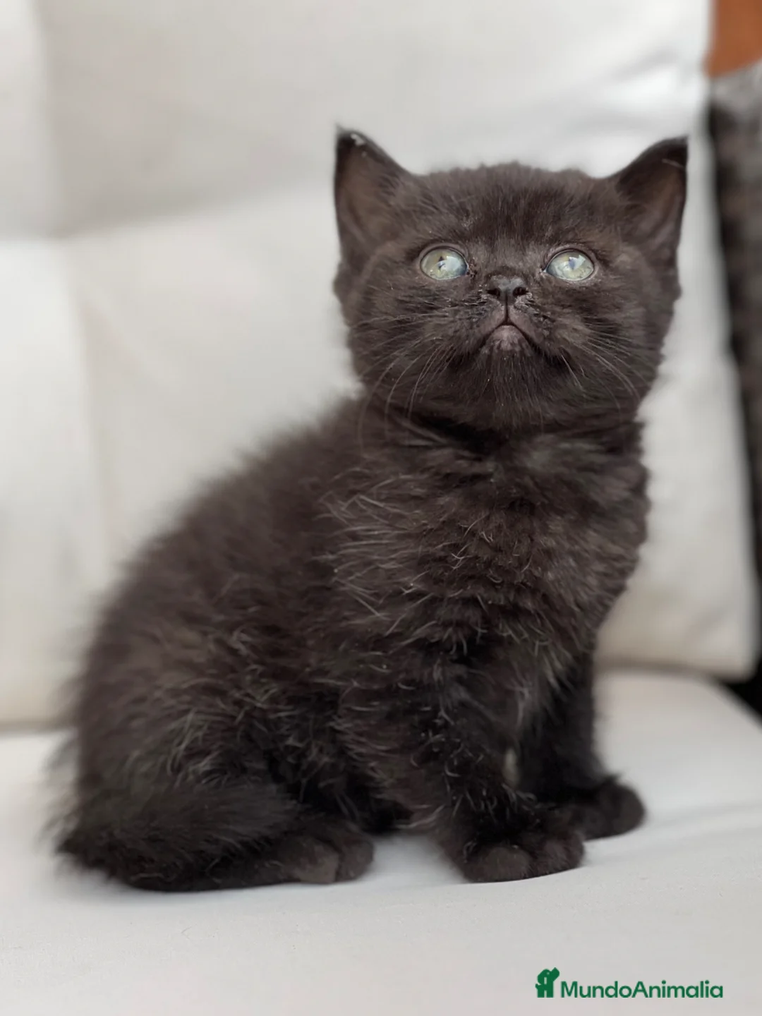 Británico de Pelo Corto gatos en venta: PRECIOSO BRITISH SHORTHAIR NEGRO - Anuncio 2
