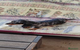 Teckel perros en venta: Machito teckel arlequín miniatura  - Imagen 5