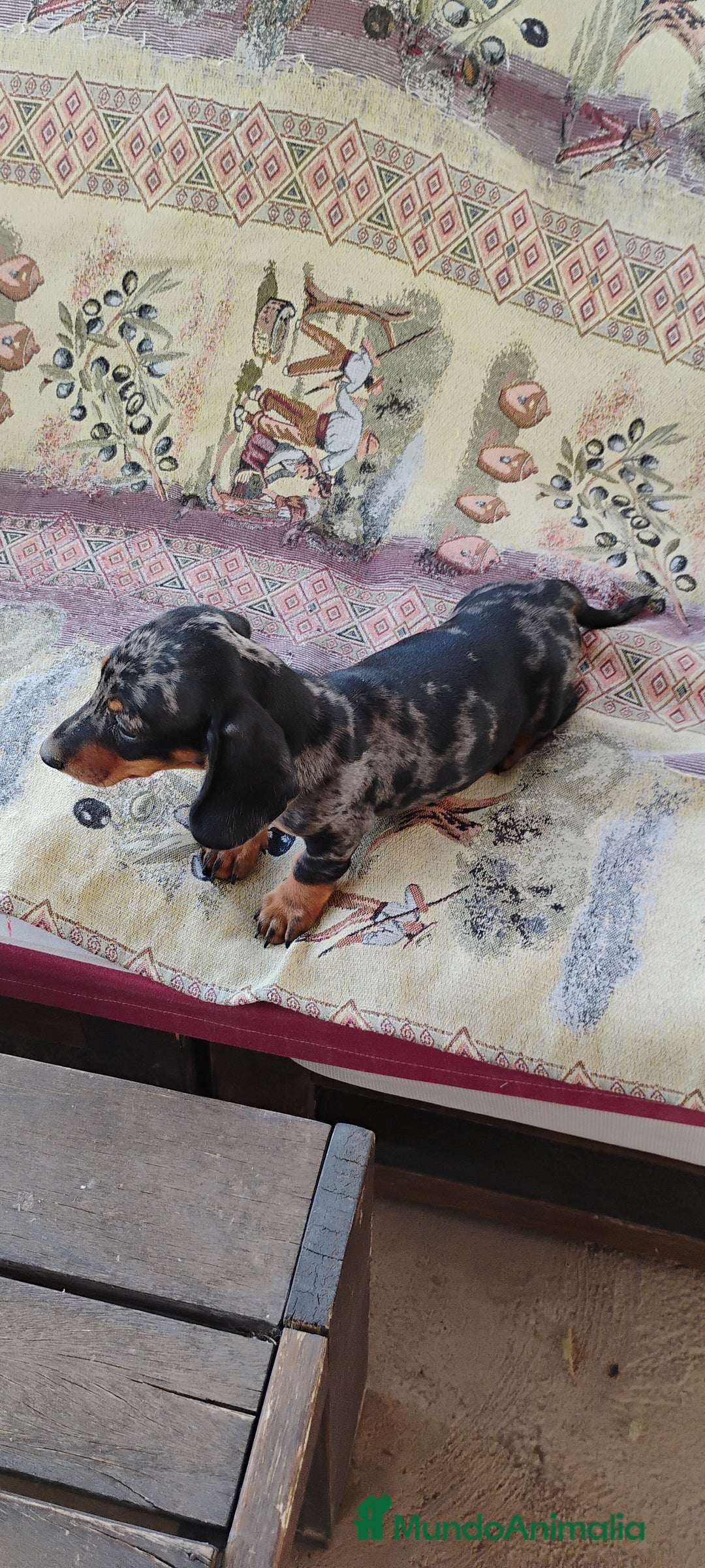 Teckel perros en venta: Machito teckel arlequín miniatura  - Imagen 5