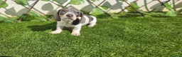 Teckel Miniatura perros en venta: TECKEL MINIATURA - Anuncio 3