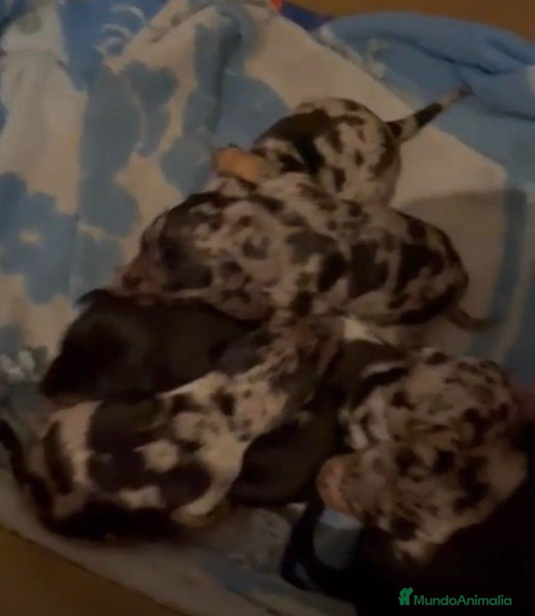 Pinscher Miniatura perros en venta: Pinscher miniatura  - Anuncio 11