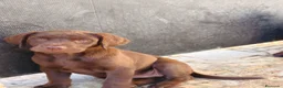 Labrador Retriever perros en venta: Labrador retriever chocolate  - Anuncio 2