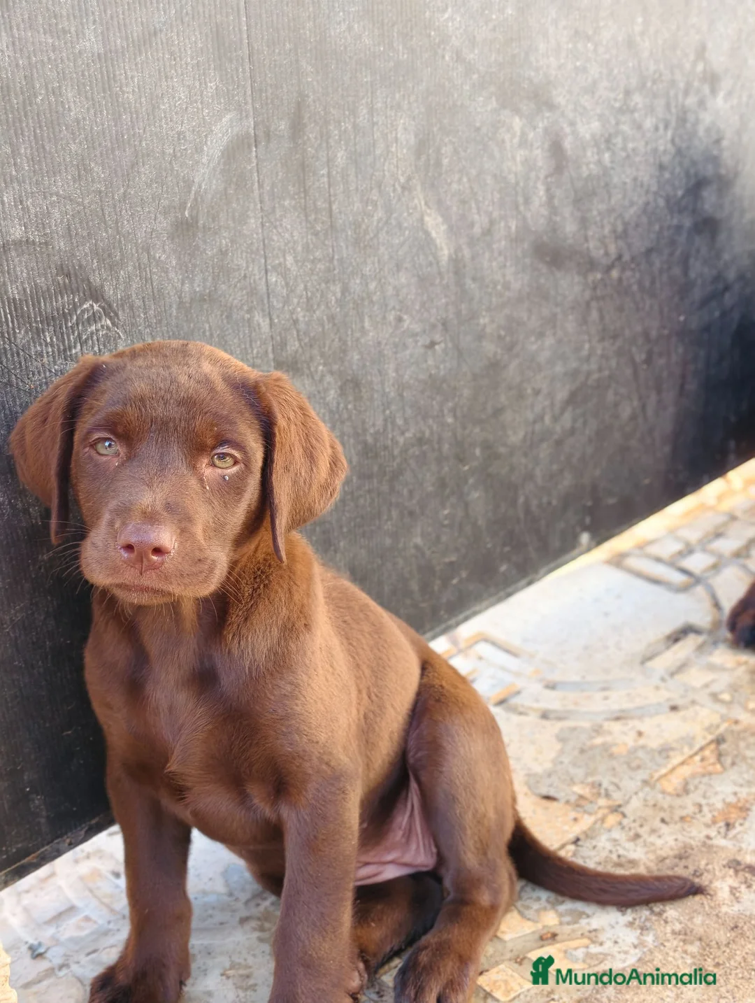 Labrador Retriever perros en venta: Labrador retriever chocolate  - Anuncio 2