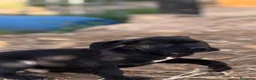 Cane Corso perros en venta: Cama de cane corso de mucha calidad - Anuncio 4