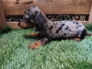 Teckel Miniatura perros Teckel kaninchen - Anuncio 1