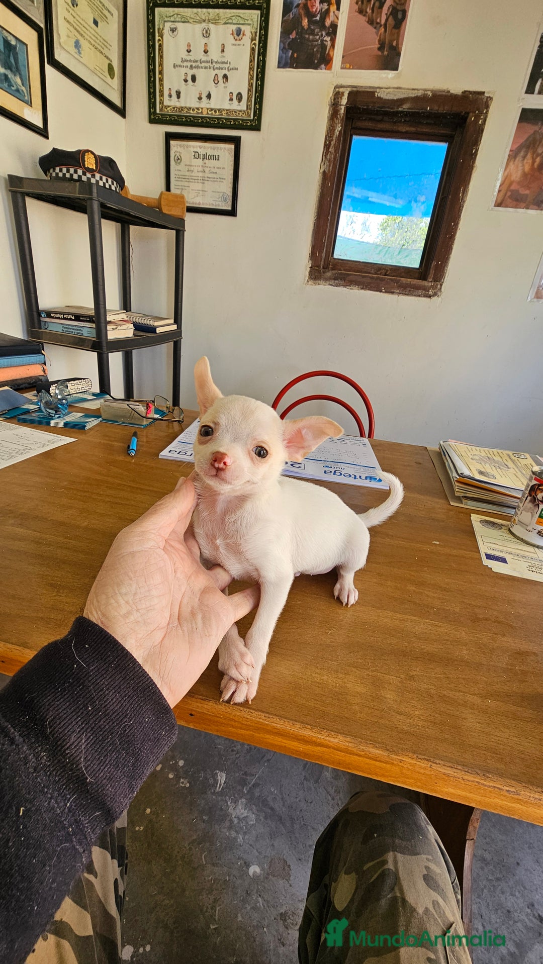 Chihuahua perros en venta: Bonitos chihuahuas  - Anuncio 1