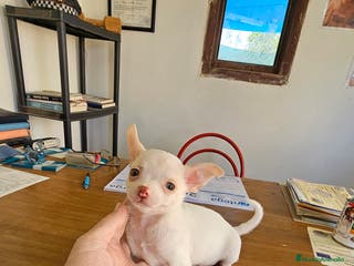 Chihuahua perros Bonitos chihuahuas - Anuncio 29