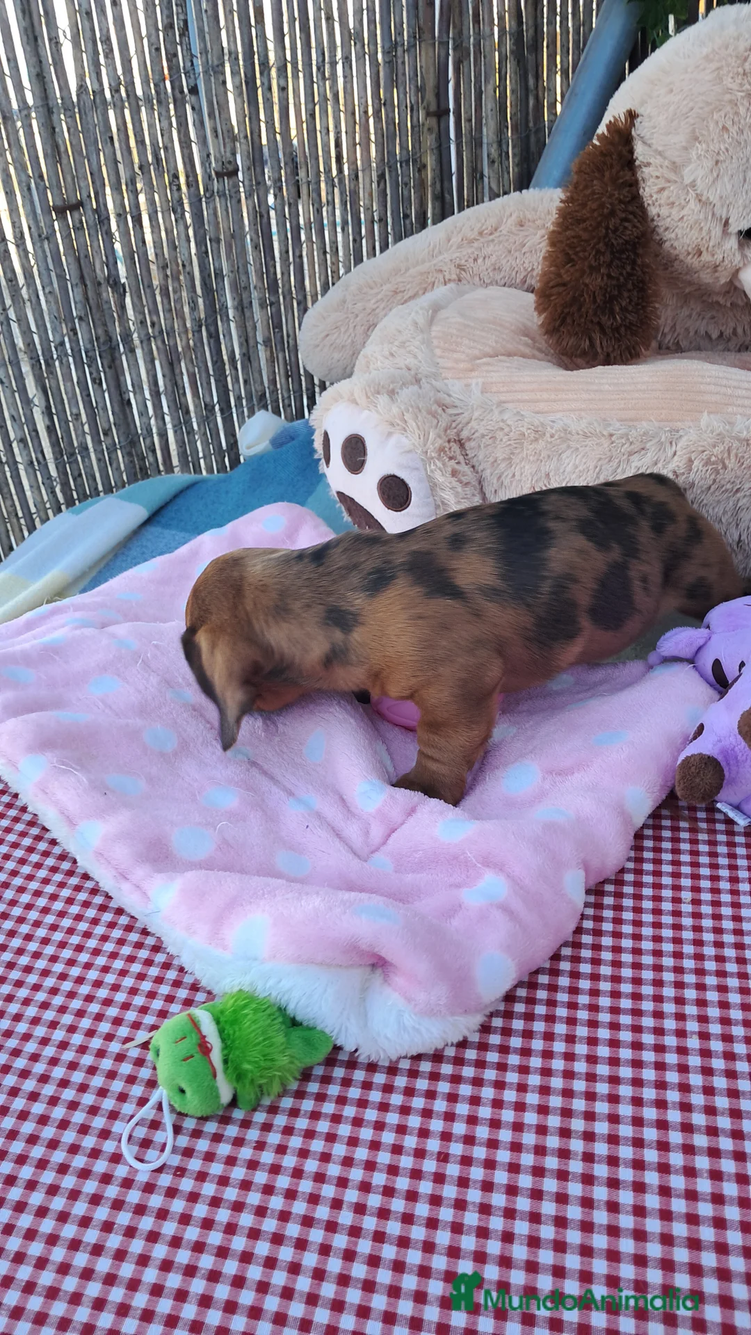 Teckel perros en venta: Bebés Teckels (perro salchicha) - Anuncio 3