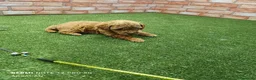 Caniche Toy perros en venta: Caniche toy Rojos y apricot - Anuncio 3