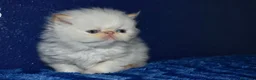 Persa gatos en venta: GATOS PERSAS HIMALAYOS  - Anuncio 1