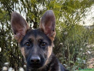 Pastor Alemán perros PASTOR ALEMAN HEMBRA - Anuncio 1