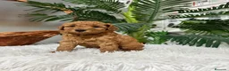 Caniche Enano perros en venta: CANICHE ENANO - Anuncio 3