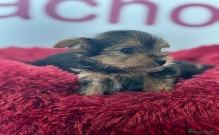Yorkshire Terrier perros - Propaganda 1