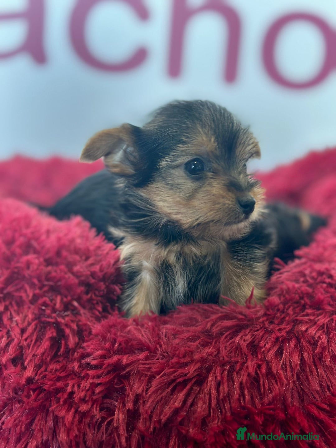 Yorkshire Terrier perros en venta: YORKSHIRE - Imagen 1