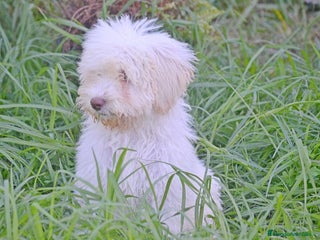 Perro de Agua Español perros CACHORRA, PERRO DE AGUA ESPAÑOL - Anuncio 20