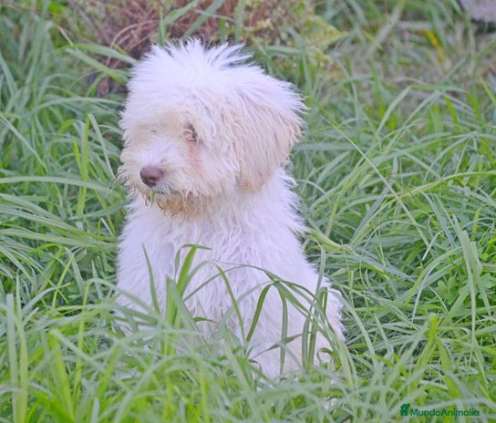 Perro de Agua Español perros CACHORRA, PERRO DE AGUA ESPAÑOL - Anuncio 3