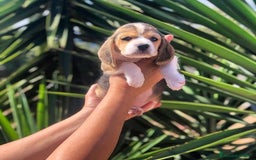 Beagle perros en venta: Macho y hembra Beagle listos para un hogar 💖 - Imagen 1