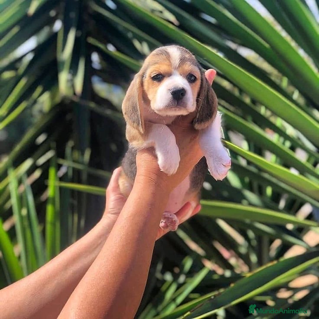 Beagle perros en venta: Macho y hembra Beagle listos para un hogar 💖 - Imagen 1