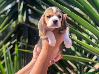 Beagle perros - Anuncio 6
