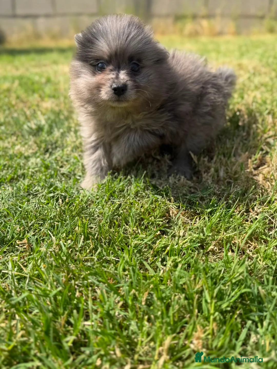 Pomerania perros en venta: Pomerania merle de Calidad  - Anuncio 2
