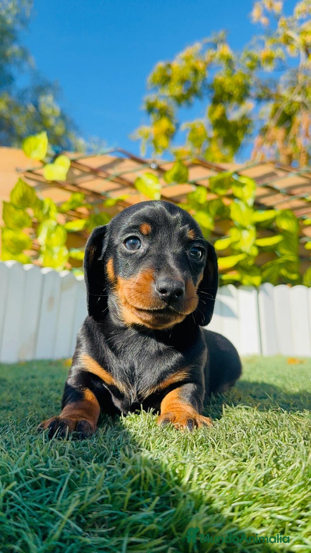 Teckel Miniatura perros en venta: TECKEL MINIATURA - Anuncio 29