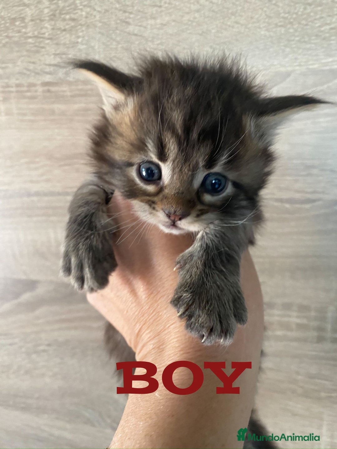 Maine Coon gatos en venta: Main Coon, nueva camada - Anuncio 1