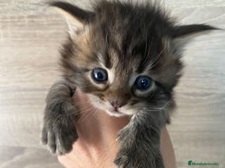 Maine Coon gatos Main Coon, nueva camada - Anuncio 16