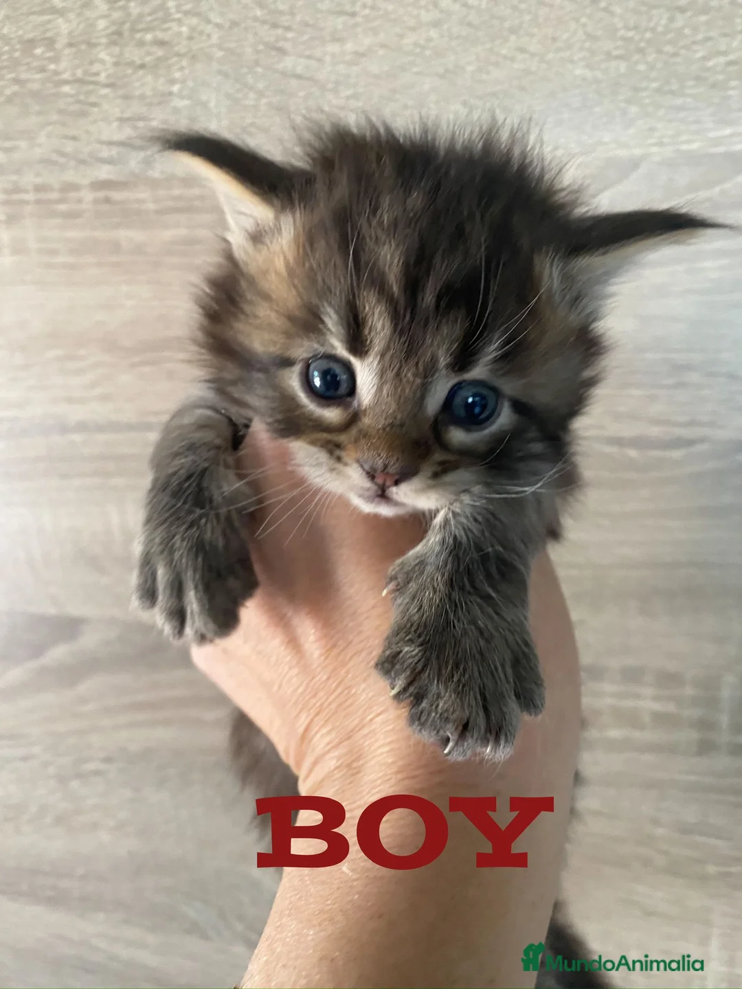 Maine Coon gatos en venta: Main Coon, nueva camada - Anuncio 1